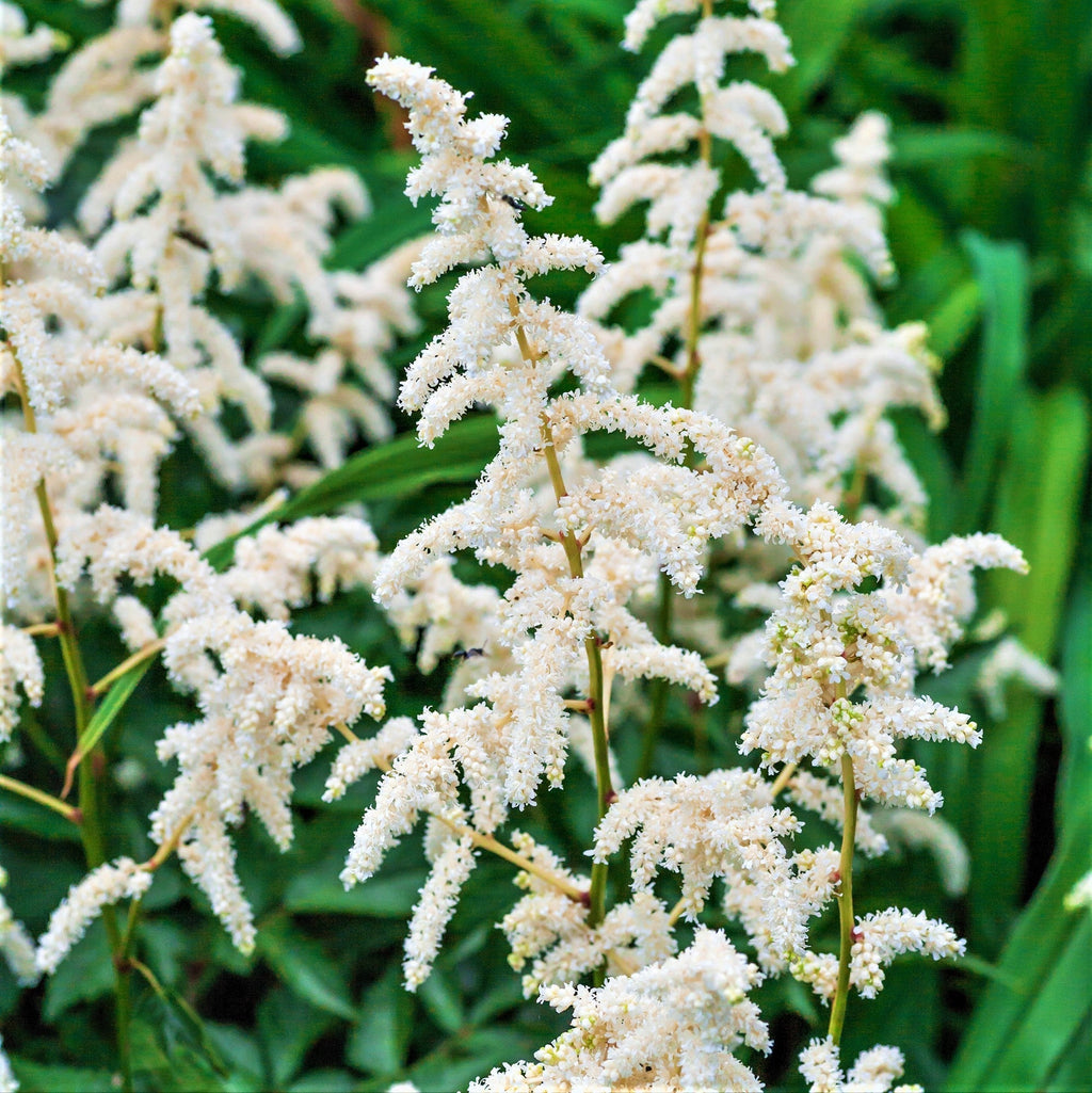 Astilbe - Younique White