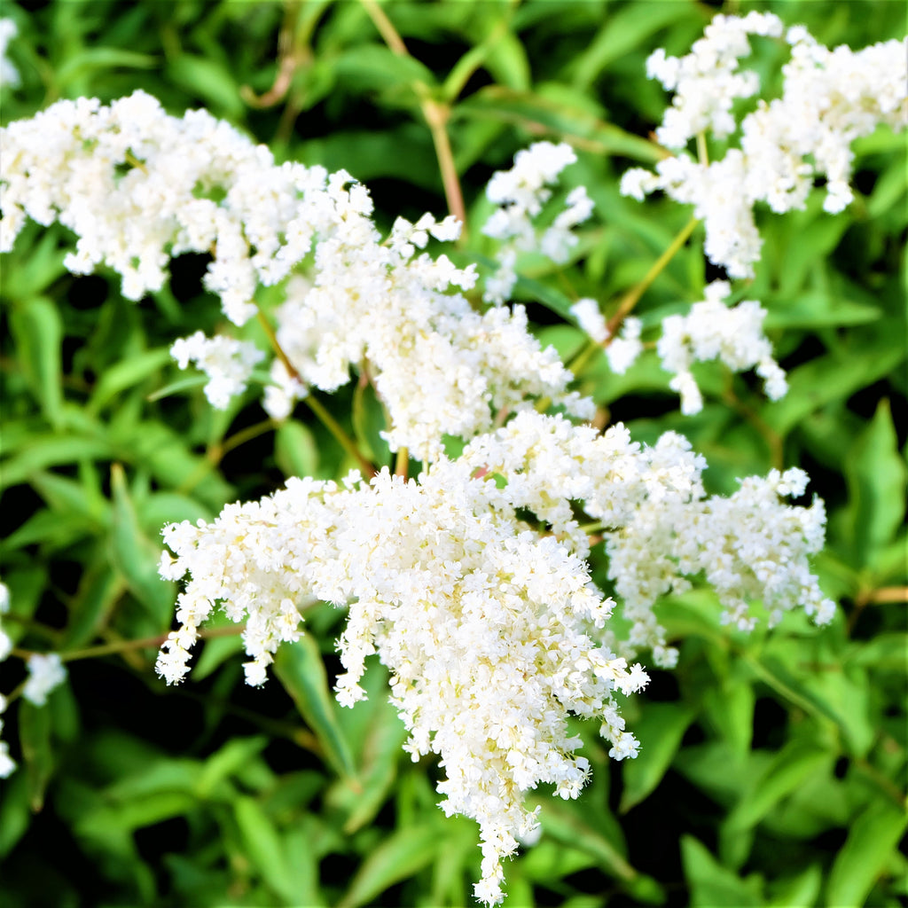 Astilbe - Younique White