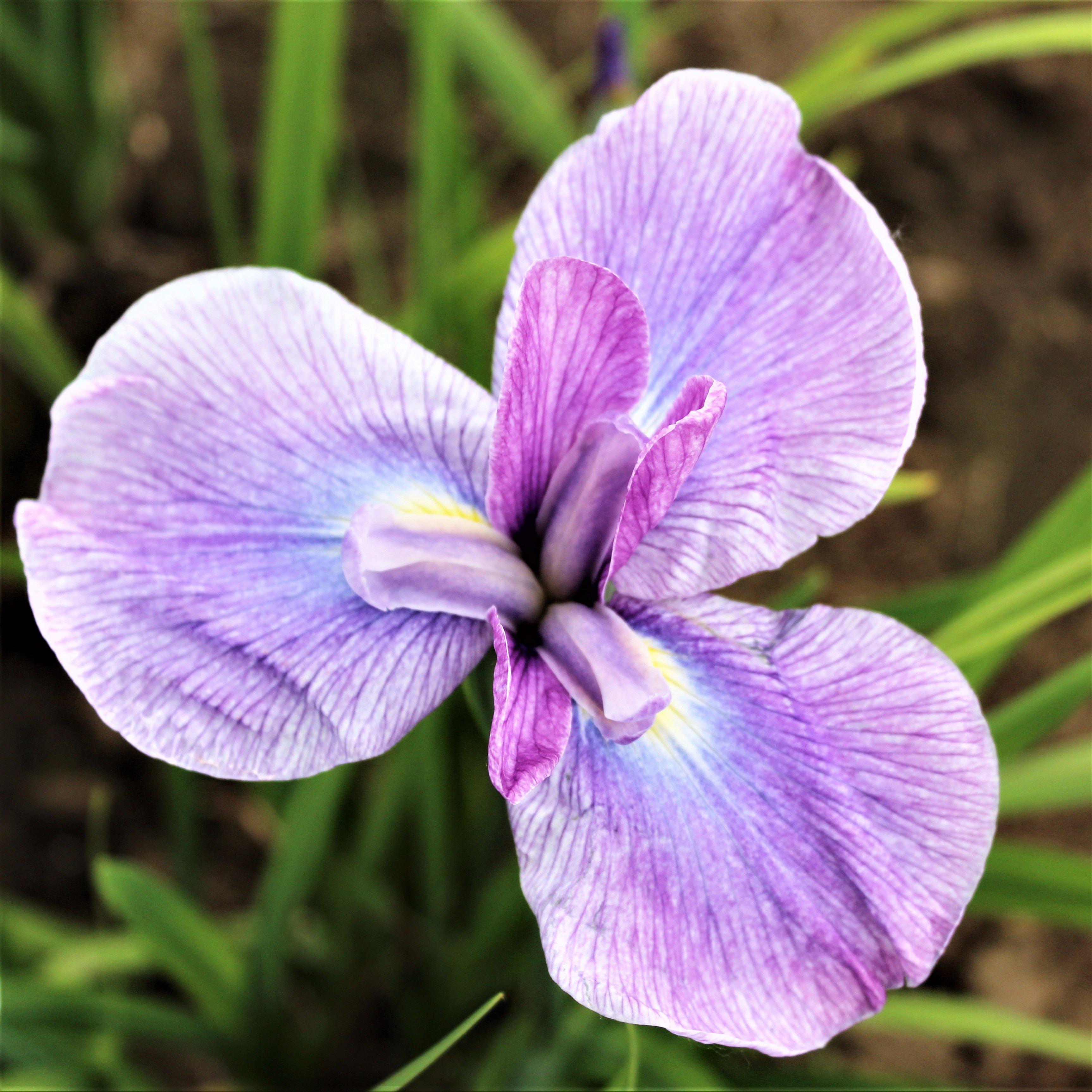 Japanese Iris - Zen Garden Mix