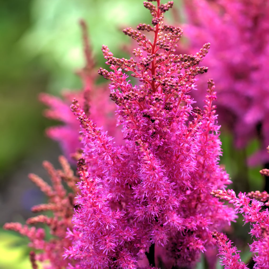 Astilbe - Maggie Daley