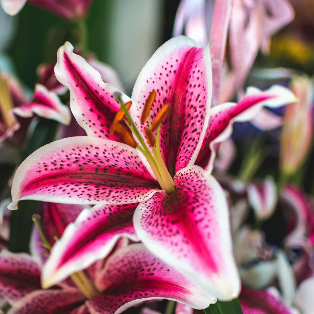 Lilium - Oriental Lily Stargazer