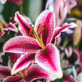 Lilium - Oriental Lily Stargazer