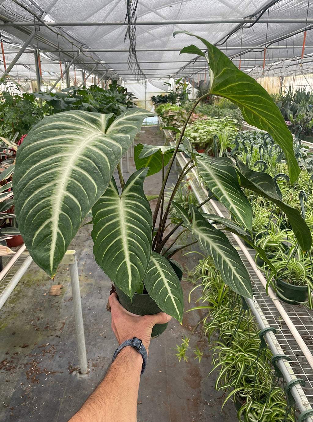 A person holding a 6In xanthosoma lindenii live plant from shop pothos