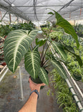 A person holding a 6In xanthosoma lindenii live plant from shop pothos