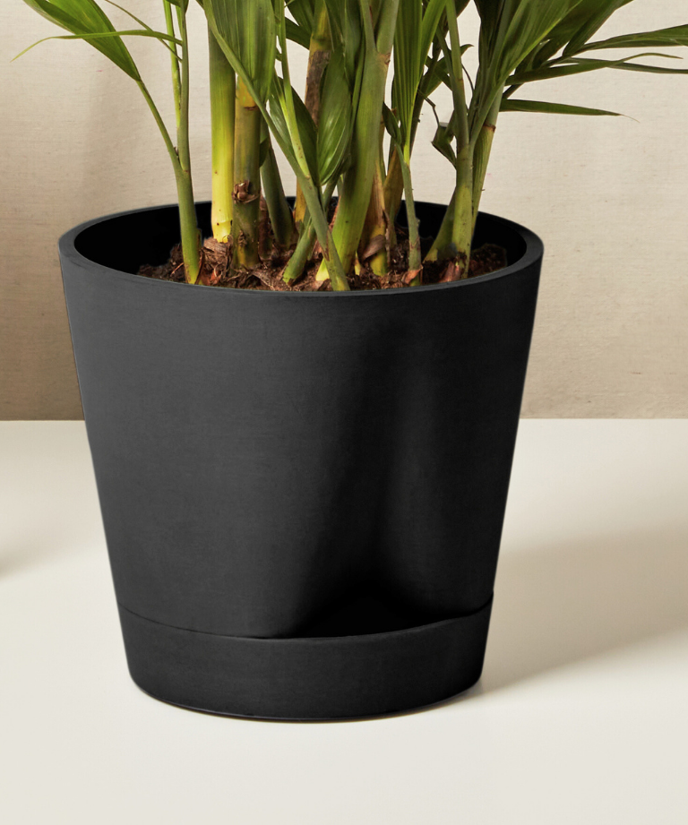 Bird of Paradise XL